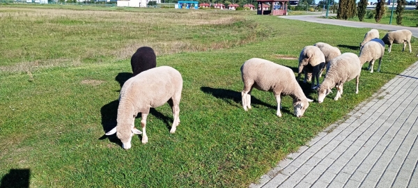 Zdjęcie z Polski - żegnają nas zagrodowe barany i łowiecki:)) 