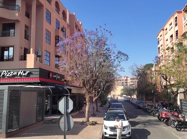 Zdjęcie z Maroka - Marrakesz