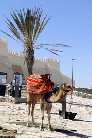 Zdjęcie z Maroka - Agadir