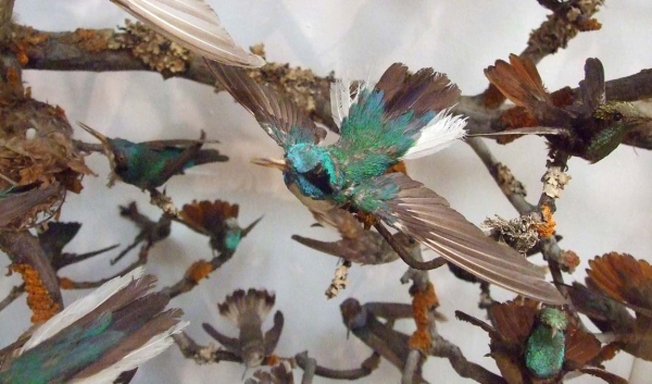 Zdjęcie z Wielkiej Brytanii - kolekcja kolibrów