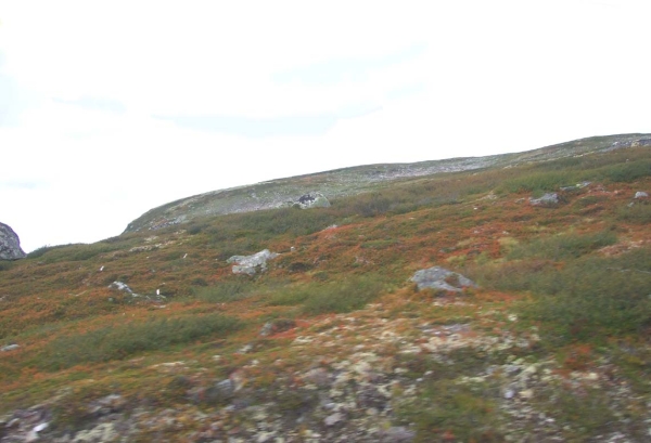 Zdjęcie z Norwegii - 