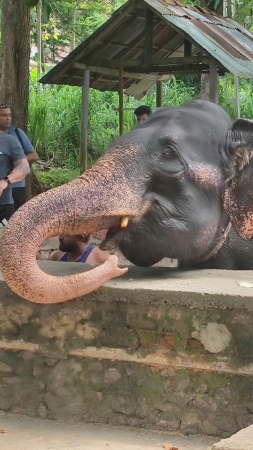 Zdjęcie ze Sri Lanki - Spotkanie ze słoniem w Pinnawalawa