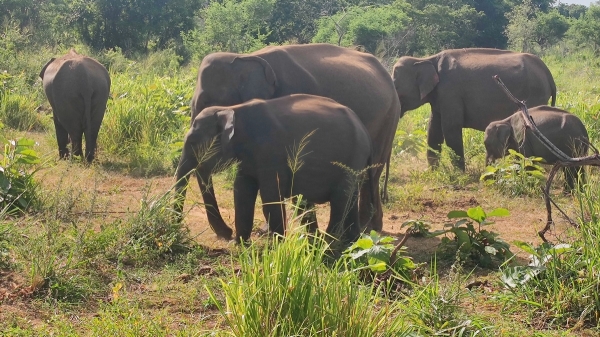 Zdjęcie ze Sri Lanki - Safari w parku Minneriya