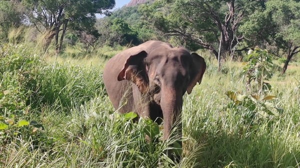 Zdjęcie ze Sri Lanki - 