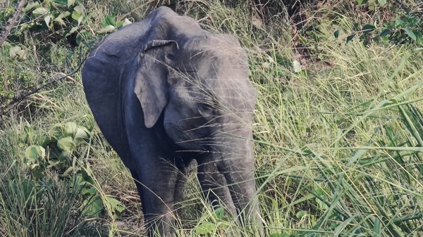 Zdjęcie ze Sri Lanki - 