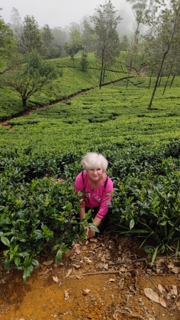 Zdjęcie ze Sri Lanki - 