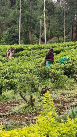 Zdjęcie ze Sri Lanki - 
