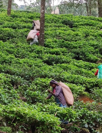 Zdjęcie ze Sri Lanki - 
