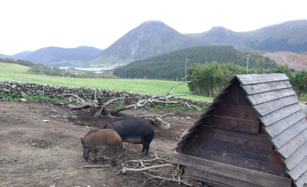 Zdjęcie z Norwegii - 