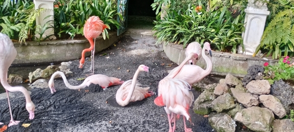 Zdjęcie z Portugalii - flamingi nie zimują tu naturalnie; tylko są mieszkańcami ogrodów jak pawie w botanicznym!