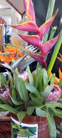 Zdjęcie z Portugalii - Heliconia- kwiaty Tajlandii na Maderze :) 