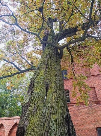 Zdjęcie z Polski - Frombork