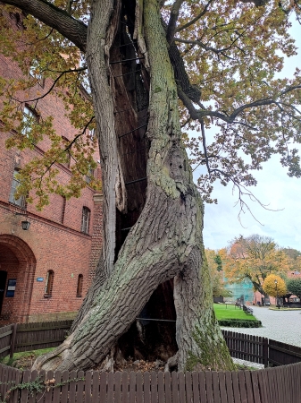 Zdjęcie z Polski - Frombork
