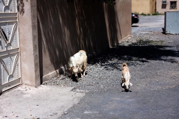 Zdjęcie z Omanu - KHASAB - OMAN