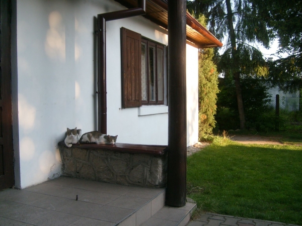 Zdjęcie z Polski - Koci obrazek