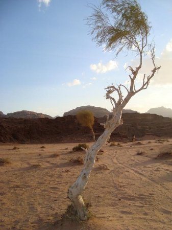 Zdjęcie z Jordanii - Pustynia Wadi Rum