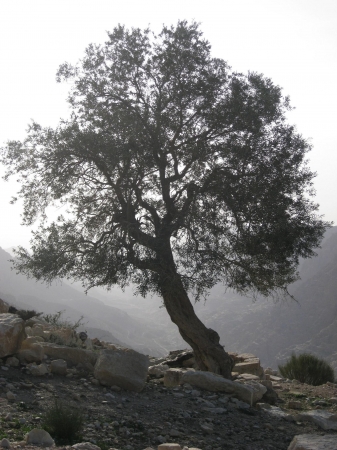 Zdjęcie z Jordanii - Dana Park Narodowy