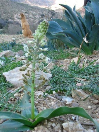 Zdjęcie z Jordanii - Lokalna fauna i flora