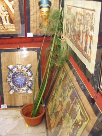 Zdjęcie z Egiptu - muzeum papirusu