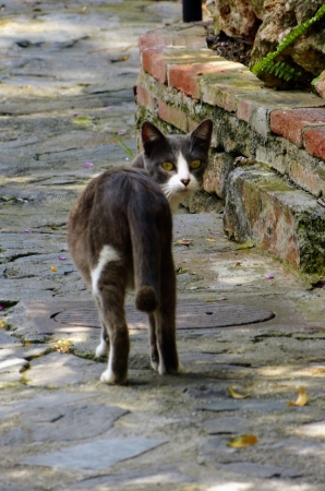 Zdjęcie z Hiszpanii - :) miau