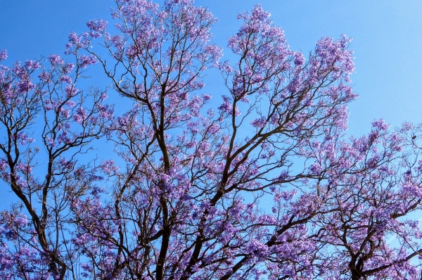 Zdjęcie z Hiszpanii - w maju na południu Hiszpanii- obłednie kwitna jacarandy... uwielbiam te drzewa! i choć 