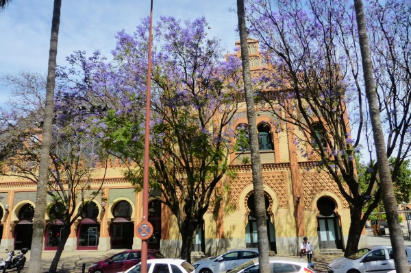 Zdjęcie z Hiszpanii - pięknie "zatopiona" w uroczych  jacarandach :) 