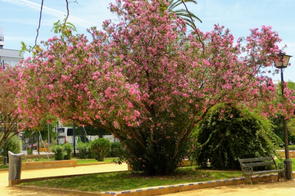 Zdjęcie z Hiszpanii - ładny skwer miejski Jardines de Murillo - taki niewielki miejski park z urokliwymi obiektami