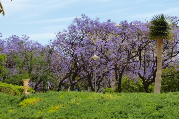 Zdjęcie z Hiszpanii - wszystko wokół ukwiecone tu jacarandami i oleandrami ...