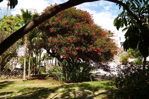 Zdjęcie z Hiszpanii - w cieniu wielkiego Flamboyana z Madagaskaru
