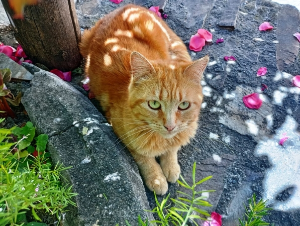 Zdjęcie z Hiszpanii - my mamy na stoliku jedzonko; a pod stolikiem przysiadł się do nas  taki uroczy 