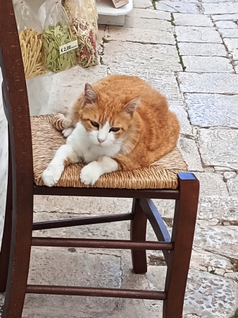 Zdjęcie z Włoch - a dalej migawki z Alberobello....:) 