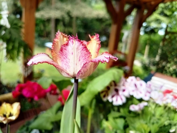 Zdjęcie z Holandii - na poczatek moje tulipany (z cebul przywiezionych do domu), które w ten lodowaty maj rosły w donicy 