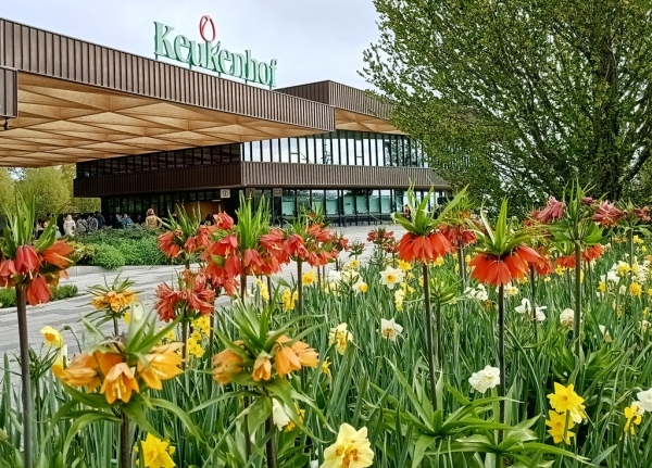 Zdjęcie z Holandii - nazajutrz, rankiem zaczynamy od Ogrodów Keukenhof , czyli od 