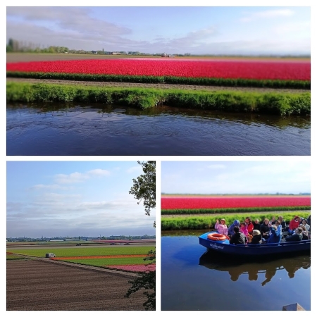 Zdjęcie z Holandii - kwitnące pola tulipanowe w Lisse