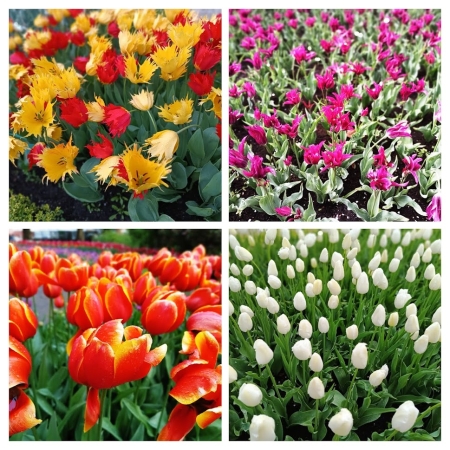 Zdjęcie z Holandii - tulipanowy "Obłęd" w Keukenhof