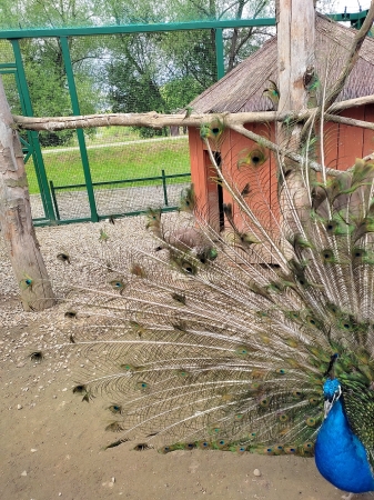 Zdjęcie z Polski - Muszyna - Ogrody Tematyczne