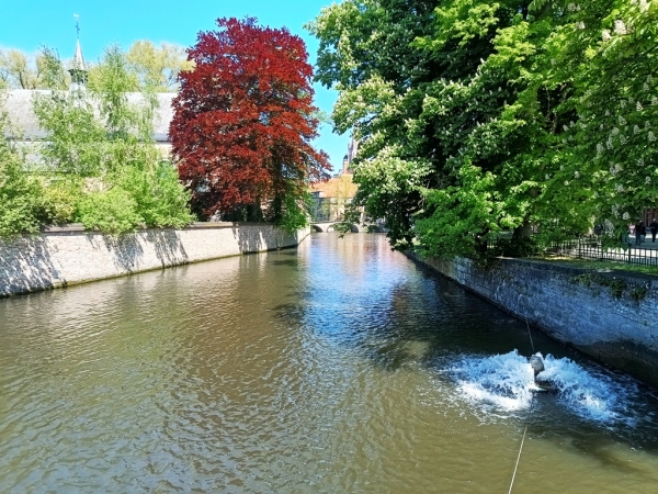 Zdjęcie z Belgii - Brugia