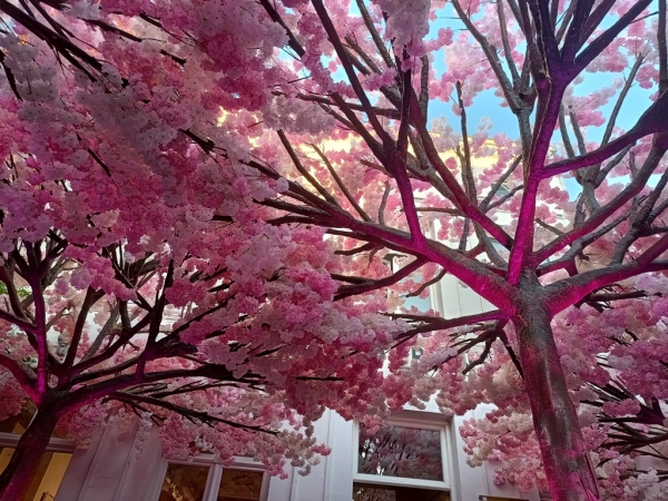 Zdjecie - Belgia - Piwo, Frytki, Koronki i Czekoladki- Belgia  ! !