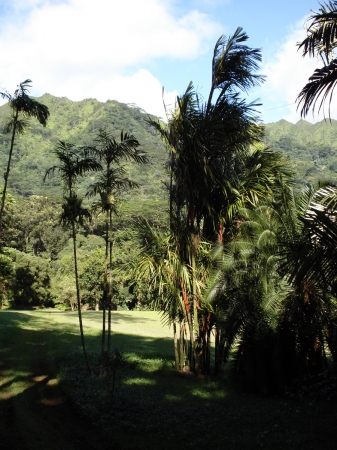 Zdjęcie ze Stanów Zjednoczonych - Hawaje - Oahu