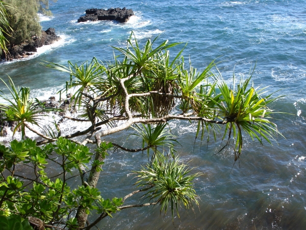Zdjęcie ze Stanów Zjednoczonych - Hawaje - Big Island