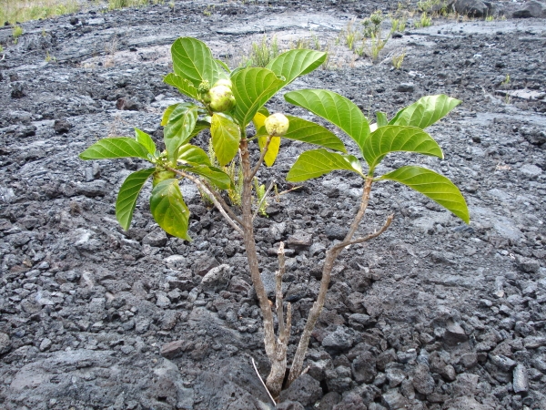 Zdjęcie ze Stanów Zjednoczonych - Hawaje - Big Island