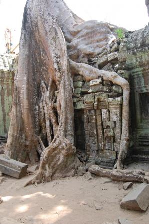 Zdjęcie z Kambodży - Ta Prohm