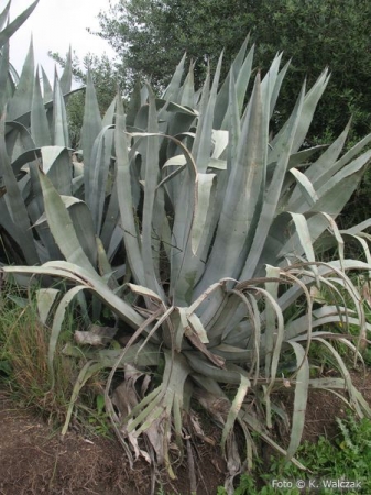 Zdjęcie z Maroka - Volubilis