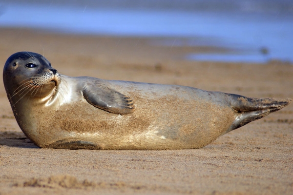 Zdjecie - Wielka Brytania - donna nook