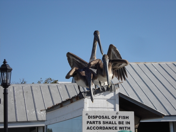 Zdjęcie ze Stanów Zjednoczonych - Key West