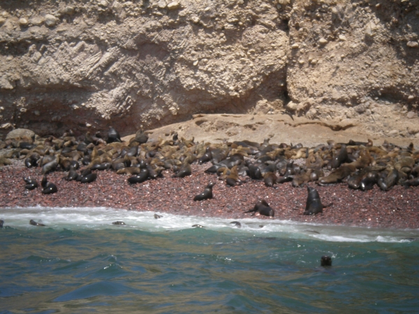 Zdjęcie z Peru - Islas Ballestas