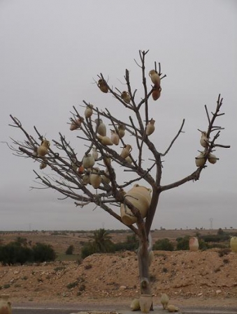 Zdjęcie z Tunezji - Djerba - Gallala