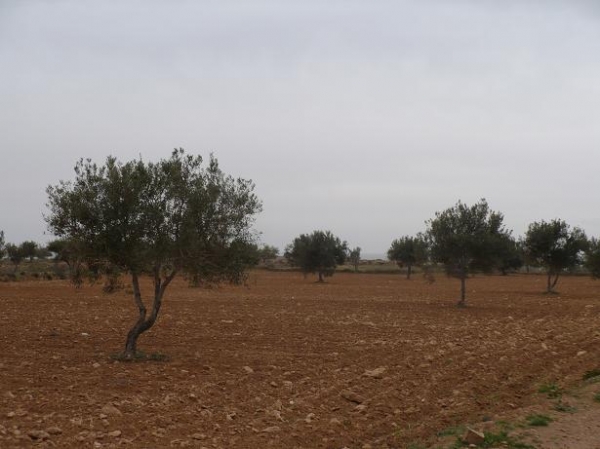 Zdjęcie z Tunezji - Djerba