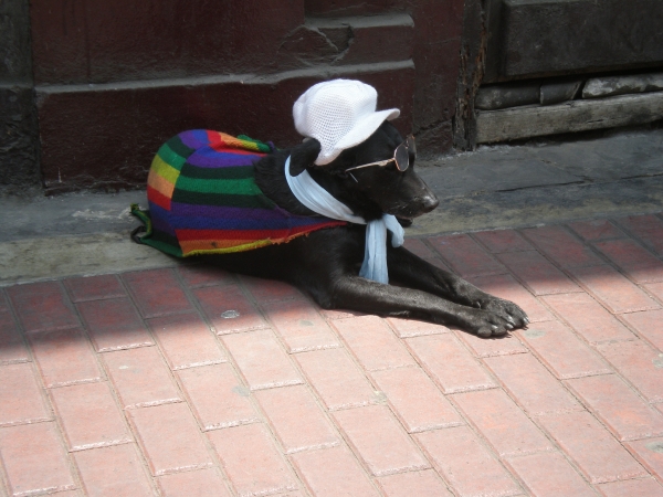 Zdjęcie z Peru - Rasta dog