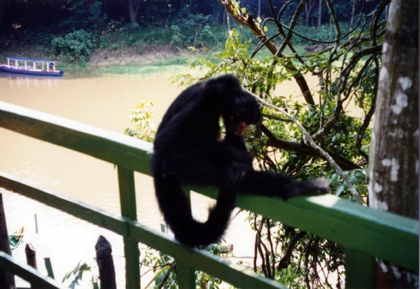 Zdjęcie z Brazylii - W Ariau Jungle Tower